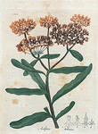 Asclepias tuberosa. (Butterfly weed).
