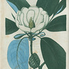 Magnolia glauca. (Small magnolia).