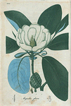 Magnolia glauca. (Small magnolia).