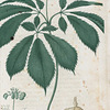 Panax quinquefolium. (Ginseng)