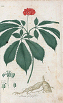Panax quinquefolium. (Ginseng)