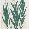 Polygala Senega. (Seneca Snake root).