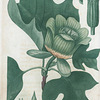 Liriodendron tulipifera. (Tulip tree).