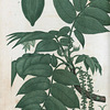 Juglans cinerea. (Butternut).