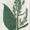 Veratrum viride. (American Hellebore).