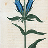 Gentiana Catesbæi. (Blue Gentian).