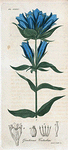 Gentiana Catesbæi. (Blue Gentian).