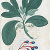Laurus Sassafras. (Sassafras tree).