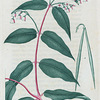 Apocynum androsæmifolium. (Dog's bane).