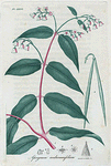 Apocynum androsæmifolium. (Dog's bane).