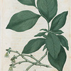Dirca palustris. (Leather wood).