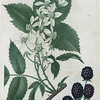 Rubus villosus. (Tall blackberry).