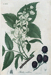 Rubus villosus. (Tall blackberry).
