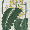 Cassia Marilandica. (American senna).