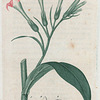 Nicotiana tabacum. (Tobacco).