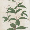 Gillenia trifoliata. (Common gillenia).
