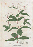 Gillenia trifoliata. (Common gillenia).