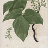 Rhus radicans. (Poison ivy).