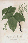 Rhus radicans. (Poison ivy).