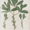 Myrica cerfera. (Wax myrtle).