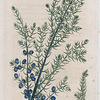 Juniperus communis. (Common juniper).