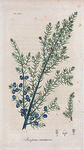 Juniperus communis. (Common juniper).