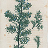 Juniperus Virginiana. (Red cedar).