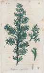 Juniperus Virginiana. (Red cedar).