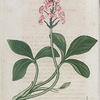 Menyanthes trifoliata. (Buck bean).