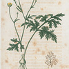 Hanunculus bulbosus. (Bulbous crowfoot).