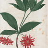 Illicium Floridanum. (Starry anise).