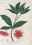 Illicium Floridanum. (Starry anise).