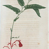Aristolochia serpentaria. (Virginia snakeroot).