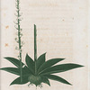 Alteris farinosa. (Star grass).