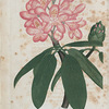 Rhododendrum maximum. (American rose bay)
