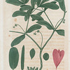 Euphorbia Ipecacuanha. (Ipecacuanha spurge).