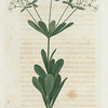 Euphorbia corollata. (Large flowering spurge).