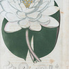 Nymphæa odorata. (Sweet scented water lily).