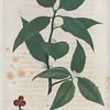 Prinos verticillatus. (Black alder).