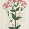 Sabbatia angularis. (American centaury).
