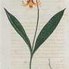 Erythronium Americanum. (Common Erythronium).