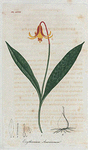 Erythronium Americanum. (Common Erythronium).