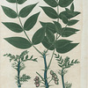 Xanthoxylum fraxineum. (Prickly ash).