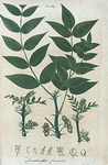 Xanthoxylum fraxineum. (Prickly ash).