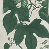 Humulus lupulus. (Common hop).