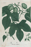 Humulus lupulus. (Common hop).