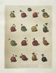 Sixteen varieties of Gooseberry.