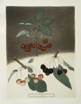 May-Duke, the White and Black-heart Cherries.