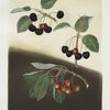 Tradescant, Millet's and Amber-heart cherries.