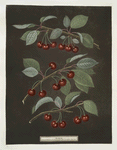 Kentish or Flemish, English bearer and Carnation cherries.